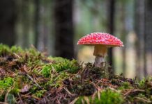 Jak usunąć czarny grzyb z silikonu? Jak usunąć czarny grzyb z silikonu?