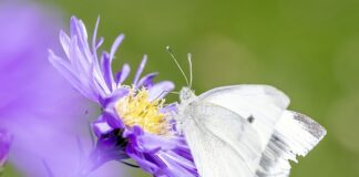 Jak pozbyć się pestycydów z cytrusów?