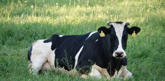 Skąd się wzięła nazwa krówka?