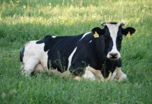 Jak długo kruszeją krówki?