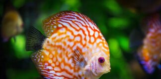 Jak często i ile podmieniać wodę w akwarium?