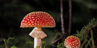 Jak pozbyć się grzyba z kabiny prysznicowej?