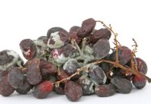 Jak Dezynfekowac akwarium? Jak Dezynfekowac akwarium?