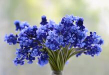 Czy winogron jest dobry na jelita?