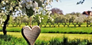 Jakie drzewka przy chodniku?