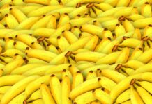 Czy z banana wyrośnie drzewo? Czy z banana wyrośnie drzewo?