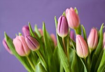 Jaki nawóz na obfite kwitnienie?