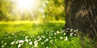 Czy można podlewać kwiaty soda oczyszczona?