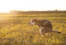 Czy moczem można Podlewać rośliny?