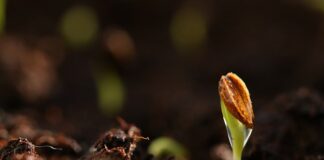 Co zrobić gdy nasiona nie kiełkują?