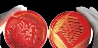 Po jakim czasie nakładać drugą warstwę kleju na styropian?