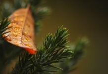 Co ile dni podlewać tuje?