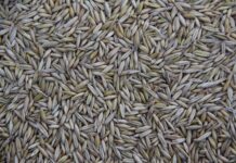 Kto produkuje narzędzia Einhell?