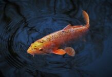 Jaki nóż do karpia?